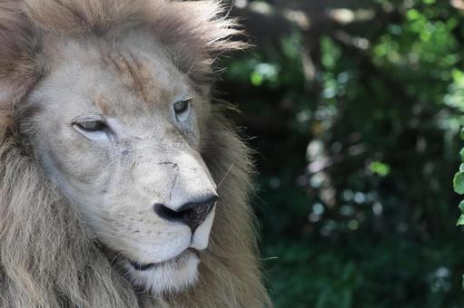 ライオンの横顔 ライオンの横顔 動物,ライオン,生き物の写真素材