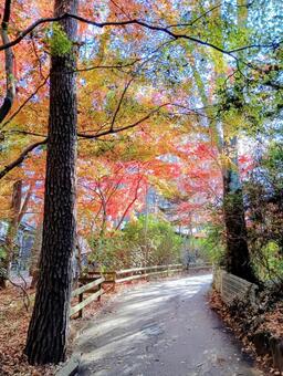 紅葉　清水公園　千葉県野田市 清水公園,千葉県野田市,紅葉の写真素材