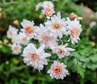 菊水伝説 菊,花,flowerの写真素材