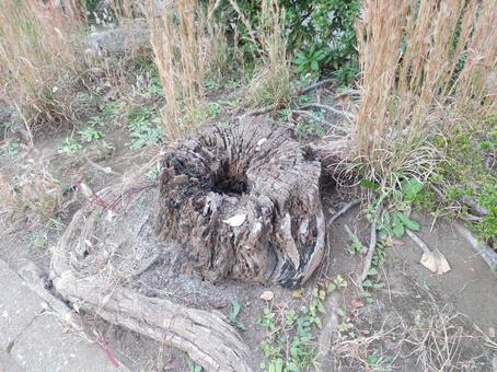 切り株 切り株,木,枯れ草の写真素材