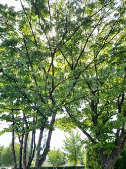 光に照らされる木の枝の写真