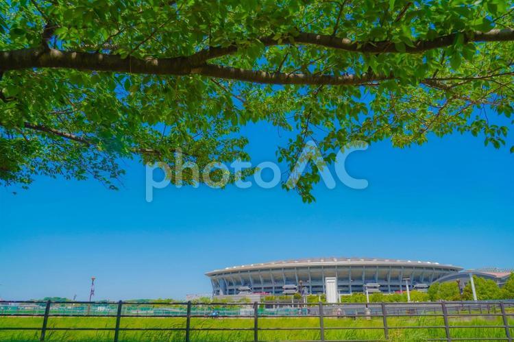 日産スタジアムと新緑 スタジアム,日産スタジアム,新緑の写真素材