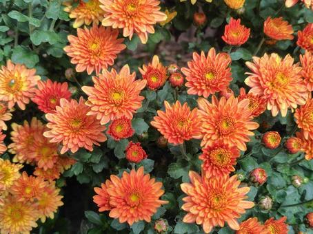 開花したガーデンマムとつぼみ 開花したガーデンマムとつぼみ ガーデンマム,つぼみ,花の写真素材