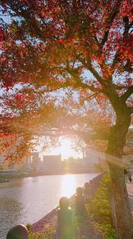 紅葉のひかり 紅葉のひかりの写真