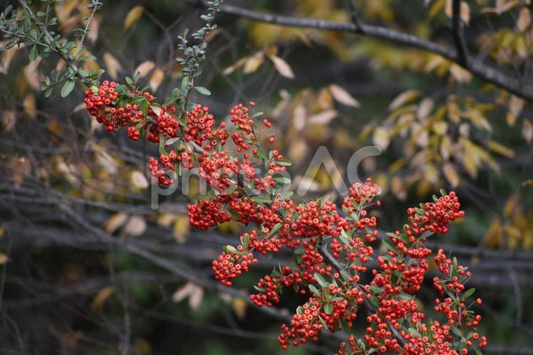 初冬の朝の横浜市北部の遊歩道の紅葉 樹木,木々,木の葉の写真素材