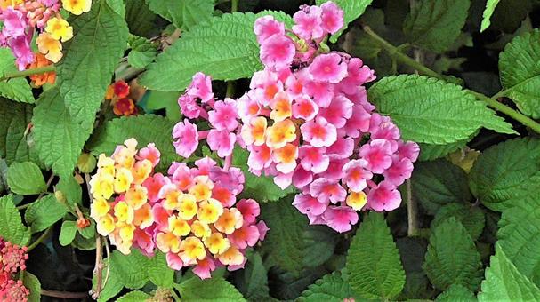 ピンクのお花 ピンクのお花の写真