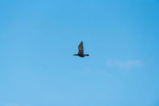 大空を優雅に舞うカワウ 大空を優雅に舞うカワウの写真