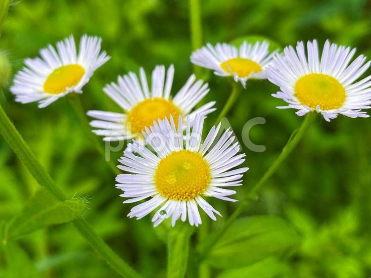 5月に咲くハルジオンの花 花,ハルジオン,ヒメジオンの写真素材