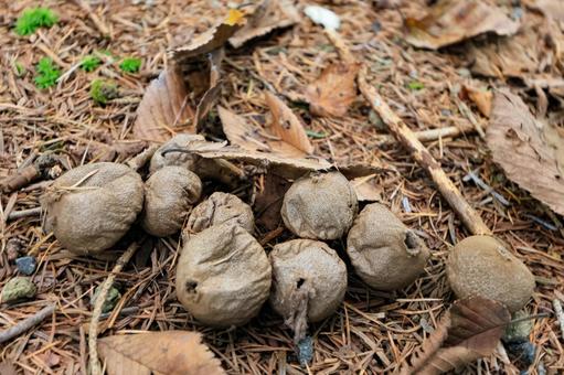 ホコリタケ ホコリタケ,きのこ,秋の写真素材