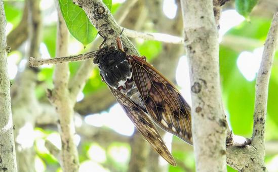 アブラゼミ アブラゼミ 昆虫,夏,里山の写真素材
