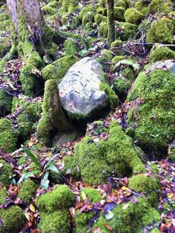 苔むした岩と木 苔,岩,木の写真素材