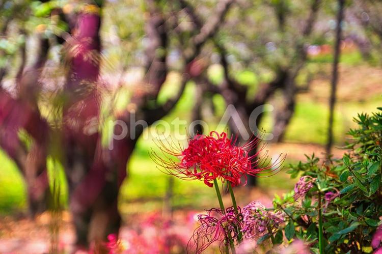 権現堂公園（彼岸花）幸手 権現堂,権現堂公園,幸手の写真素材