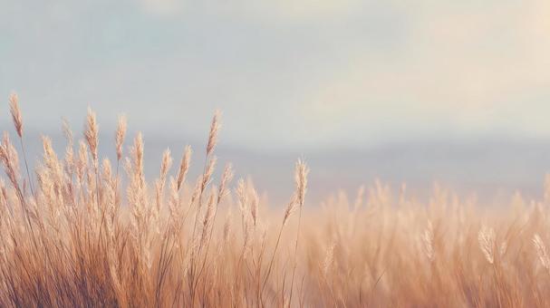 秋の草原に広がるススキの穂の写真