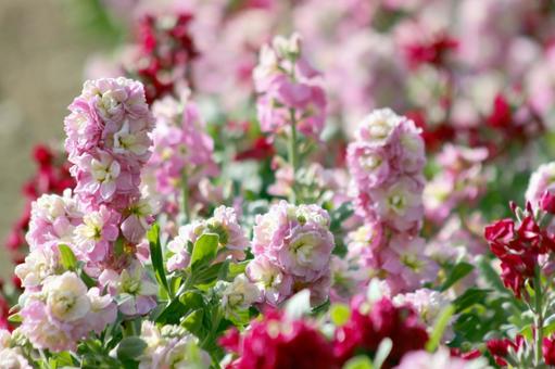 Photo, natural, flower, pink, 