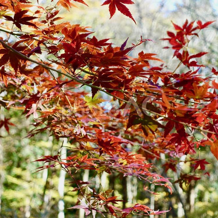 赤い紅葉 紅葉,秋,モミジの写真素材