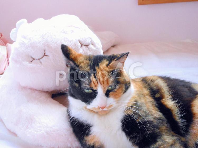 ぬいぐるみによりかかる猫 猫,ねこ,ぬいぐるみの写真素材