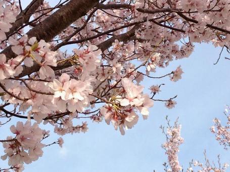 桜1 桜1の写真