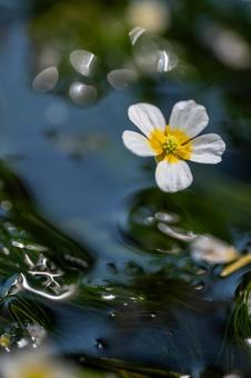 Photo, plum blossom algae, flower, chuan, 