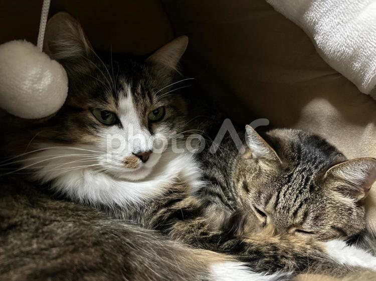 気持ち良すぎな猫 猫,ネコ,ねこの写真素材