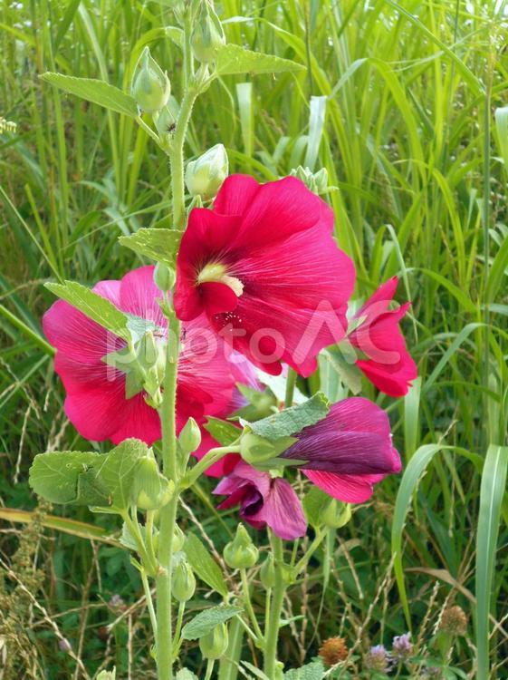 赤のタチアオイの花 タチアオイ,花,植物の写真素材