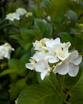 Photo, hydrangea, white, bud, 