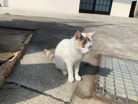 ネコ ネコの写真