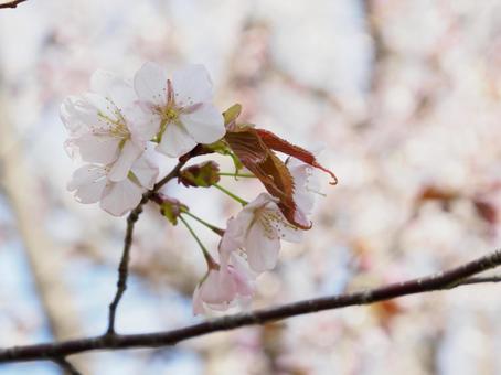 桜が咲いている 桜が咲いているの写真