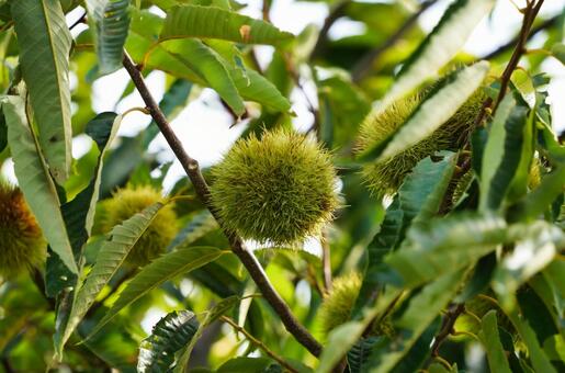 秋の栗の実り 栗,果樹,果実の写真素材