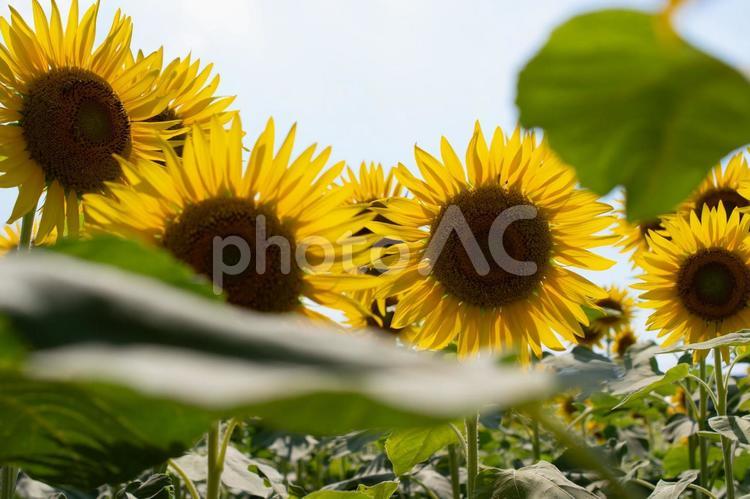 満開のひまわり畑 ひまわり,満開,ひまわり畑の写真素材