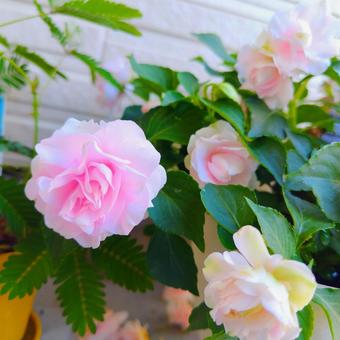 インパチェンス インパチェンス 花,植物,インパチェンスの写真素材