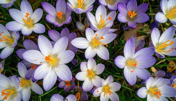 秋の花 サフラン 秋の花 サフランの写真