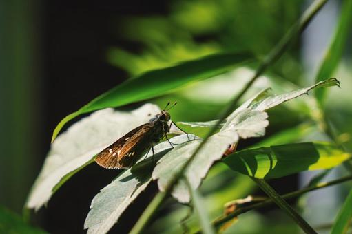 セセリチョウの写真