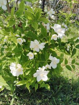 野草3 野草3の写真