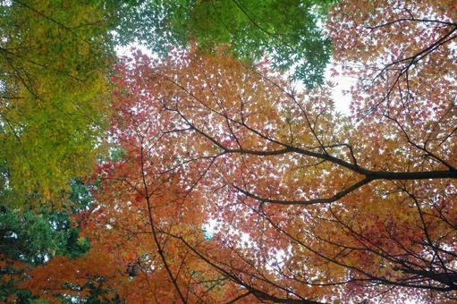 緑と赤の紅葉 緑と赤の紅葉 紅葉,葉,緑の写真素材