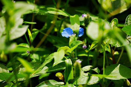 ツユクサの花 ツユクサの花 ツユクサ,露草,花の写真素材