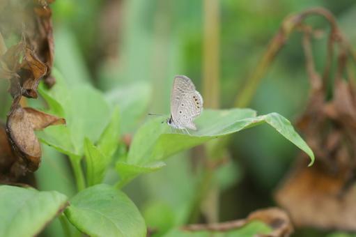 Photo, cirrhoscyllium dipsacolepis (species of sandpiper), insect, butterfly, 