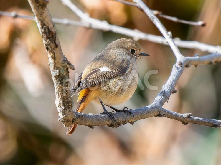 枝にとまるジョウビタキのメス ジョウビタキ,ジョビコ,ジョウビタキのメスの写真素材
