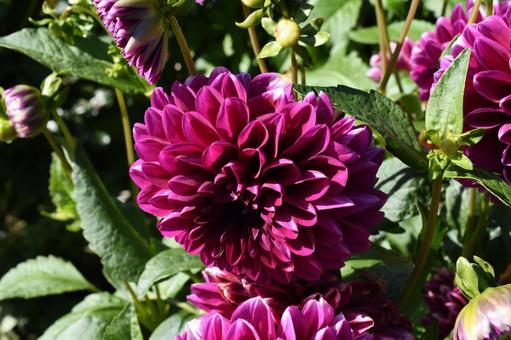 紫竹ガーデン 紫竹ガーデン,北海道,自然の写真素材