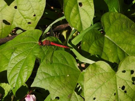 葛の葉に止まってるアキアカネの写真