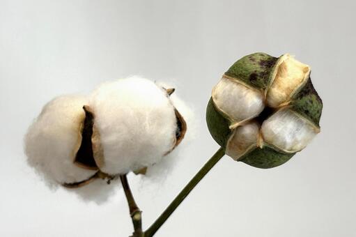 綿花 綿木,野外,自然の写真素材