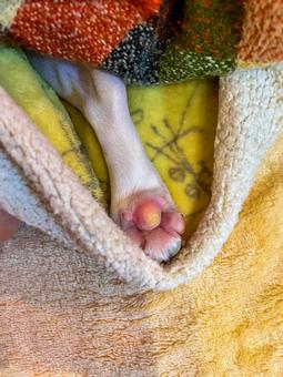 寝ている犬の肉球の写真