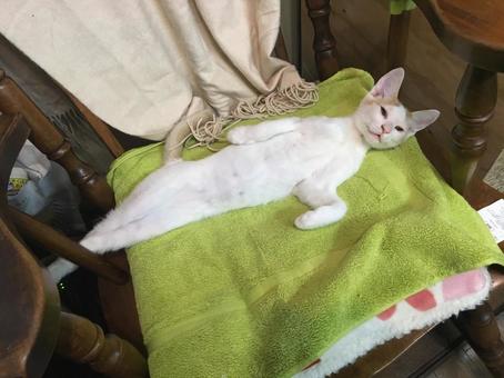 変な寝相のハチワレ白猫の写真