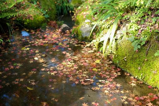 池に落ちた紅葉 池に落ちた紅葉の写真
