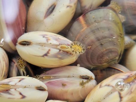 海水の中で水管を出すのハマグリ 海水の中で水管を出すのハマグリの写真