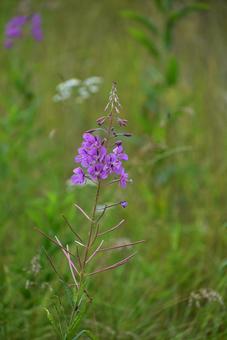 可憐な紫　ヤナギラン　夏の北海道の写真