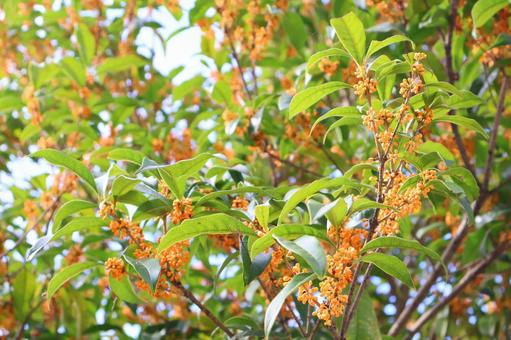 金木犀 金木犀 金木犀,キンモクセイ,秋の花の写真素材