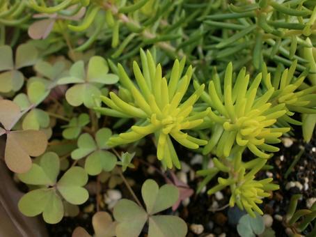 Succulent Sedum, JPG Succulent Sedum, JPG