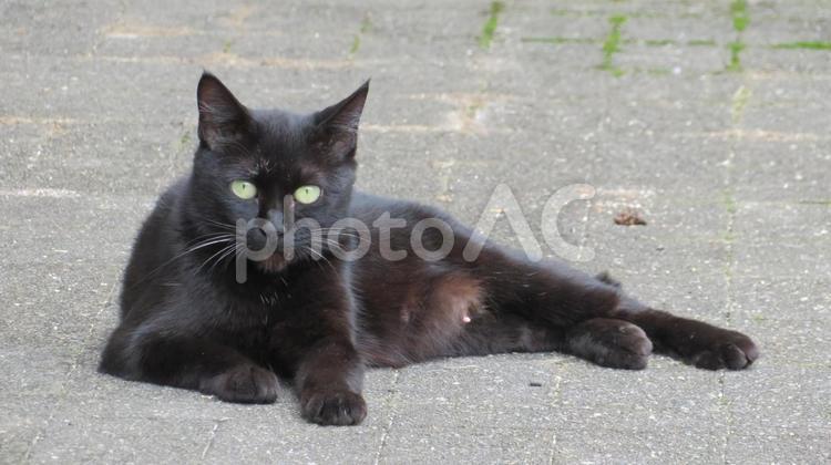 寝そべって休憩中のモフモフで可愛い黒猫 黒猫,猫,寝そべるの写真素材