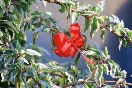 赤いハイビスカスの花/とっとり花回廊 赤いハイビスカスの花/とっとり花回廊 ハイビスカス,赤い花,花の写真素材