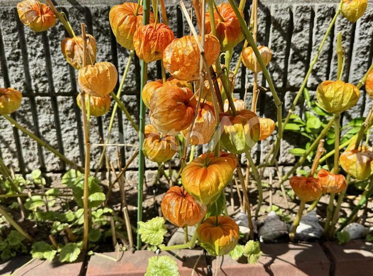 庭先に植えられたホウズキ ホオズキ,ホウズキ,オレンジの写真素材